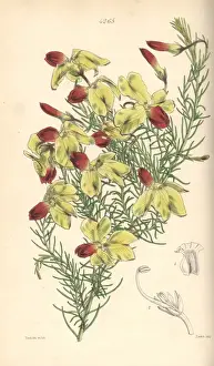 Drooping Prints: Drooping leschenaultia, Leschenaultia arcuata