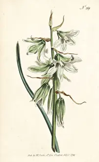 Drooping or Neapolitan star of Bethlehem