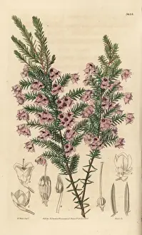 Heather Prints: Drooping round-headed heath, Erica florida var. campanulata
