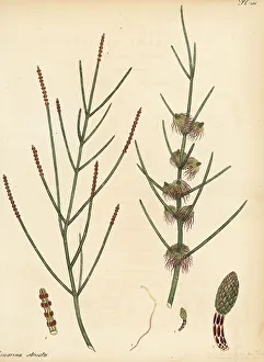 Henry Andrews Prints: Drooping she-oak, Allocasuarina verticillata
