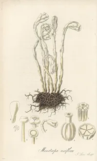 Exotic Flora Prints: Drooping single-flowered bird's nest, Monotropa uniflora