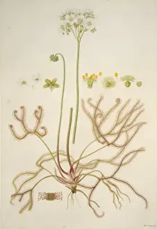 Caryophyllales Prints: Drosera binata, forked sundew