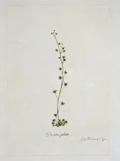 Caryophyllales Prints: Drosera peltata, sundew