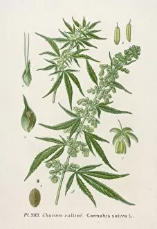 Ailment Gallery: Drugs / Marijuana