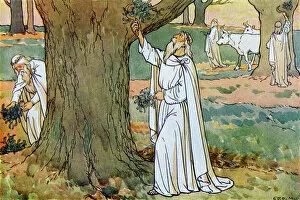 Druids (ancient Priests) collect mistletoe