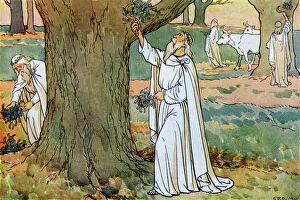 Beliefs Collection: Druids (ancient Priests) collect mistletoe