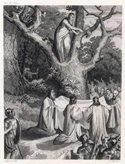 Druids Cut Mistletoe