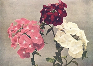 Images Dated 21st June 2012: Drummonds Phlox