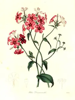 Drummond Prints: Drummonds phlox, Phlox drummondii