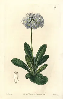 Primula Gallery: Drumstick primrose, Primula denticulata
