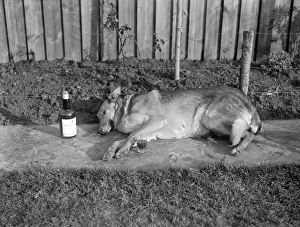 Images Dated 30th March 2012: A drunk dog