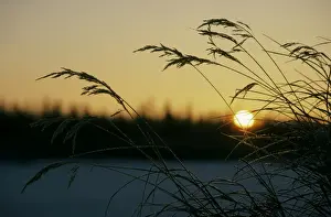 Taiga Prints: Dry grasses in sunrise over frozen river Hudosey