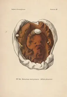Fungus Prints: Dry rot fungus, Merulius lacrymans