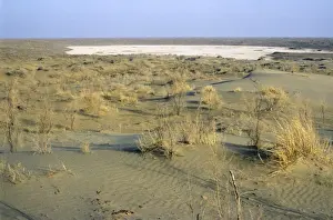 Marsh Prints: Dry salt marsh - surrounded by sand dunes - a typical