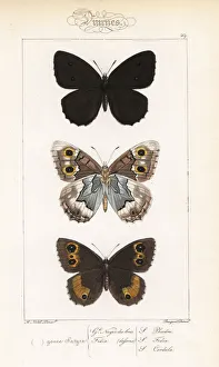 Alexis Collection: Dryad, striped grayling and great sooty satyr