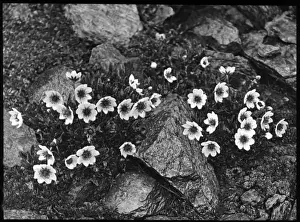 Rockery Prints: Dryas Octopetala (Mountain Avens, White Dryas)