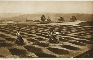 Drying coffee beans - Sao Paulo, Brazil