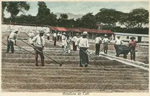 Beans Prints: Drying coffee beans in the sun - Costa Rica