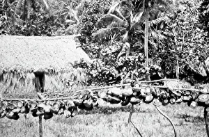 Drying copra, Fiji, Victorian period