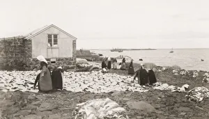 Drying fish Reykjavik, Iceland