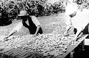 Plantation Collection: Drying ginger in Manchester Jamaica early 1900s