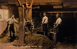 Drying Gallery: Drying Hops 1906