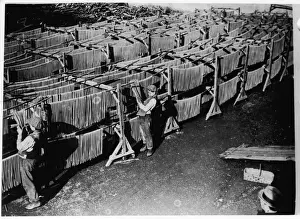 Strips Prints: Drying Macaroni