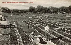 Trays Prints: Drying Raisins - Renmark, River Murray, South Australia