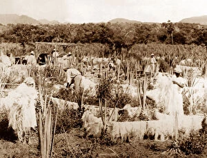 Plantation Collection: Drying sisal, Jamaica