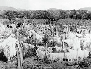 Plantation Collection: Drying sisal Jamaica early 1900s