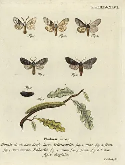 Bombyx Collection: Drymonia dodonaea moth