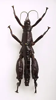 Specimen Prints: Dryococelus australis, Lord Howe stick insect