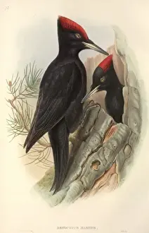 Dryocopus martius, black woodpecker