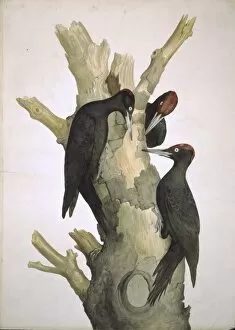 Macgillivray Collection: Dryocopus martius, black woodpecker