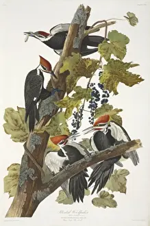 Grapevine Prints: Dryocopus pileatus, pileated woodpecker