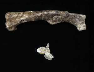 Dryomorpha Collection: Dryosaurus femur & vertebra