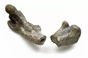 Dryomorpha Collection: Dryosaurus hollow bone structure