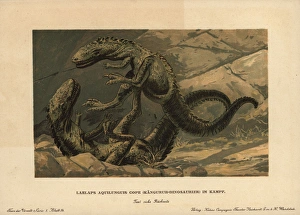 Tiere Gallery: Dryptosaurus aquilunguis, extinct genus of