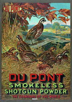 Standard Gallery: Du Pont smokeless shotgun powder - the standard of the world