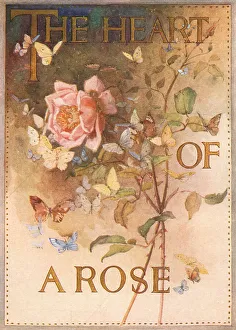 Perfumers Prints: Dubarry The Heart Of A Rose Advertisement