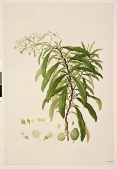 Solanales Prints: Duboisia myoporoides R. Br. Prodr. : 448 (1810), Solanaceae
