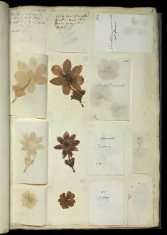 Sloane Prints: Duchess of Beauforts Hortus Siccus