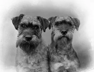 Montrose Prints: HEADS
