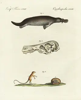 Bilderbuchfurkinder Prints: Duck-billed platypus and meadow jumping mouse