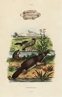 Duck-billed platypus, Ornithorhynchus anatinus