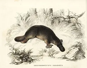 Duck-billed platypus, Ornithorhynchus anatinus