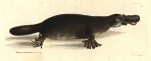Duck-billed platypus, Ornithorhynchus anatinus