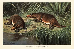 Tasmania Prints: Duck-billed platypus, Ornithorhynchus anatinus, on a river bank