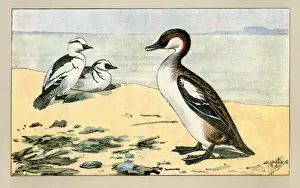 Duck and two ducklings