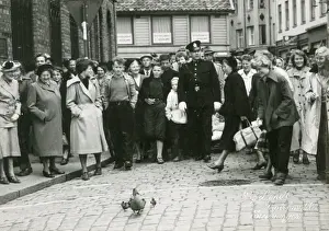 Duck and ducklings wandering through town in Denmark